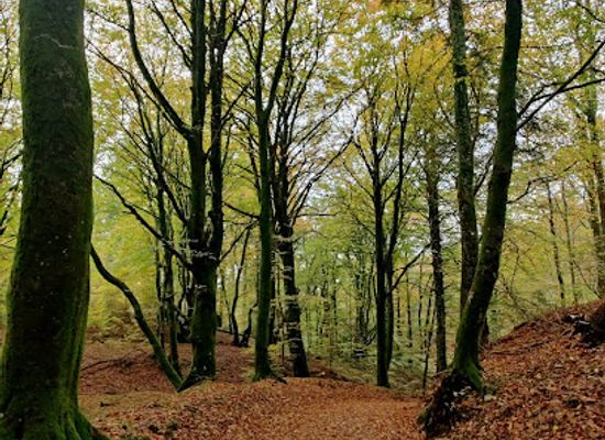 denmark/rold-skov/attraction/rold-forest