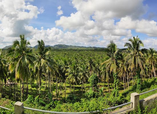 philippines/siargao/landmark/coconut-trees-view-deck