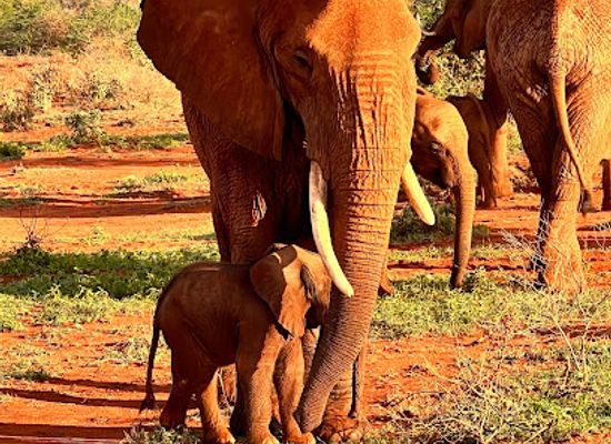 kenya/taita-hills/landmark/taita-hills-wildlife-sanctuary