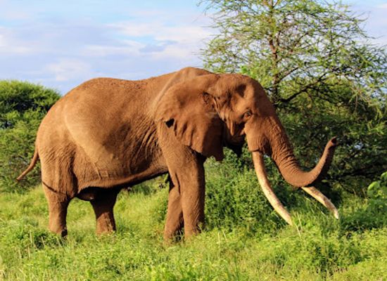 kenya/tsavo-region/landmark/selenkay-conservancy
