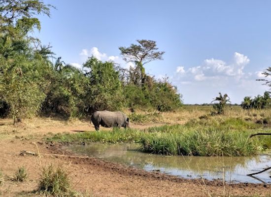 uganda/bunyoro/landmark/ziwa-rhino-and-wildlife-ranch