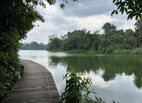 singapore/ang-mo-kio/landmark/lower-peirce-trail-jacaranda-entrance