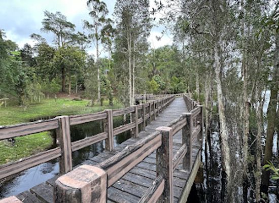 brunei/labu-forest-reserve/landmark/labi-forest-reserve