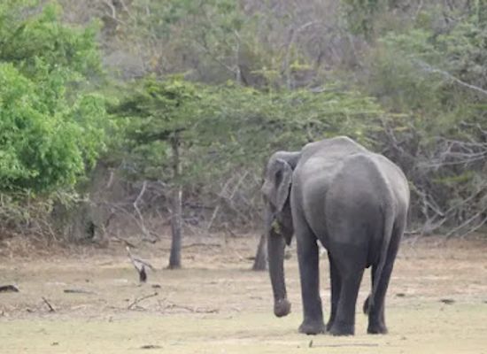 sri-lanka/ampara-district/landmark/kumana-safari-priyantha-sps-nature-tours