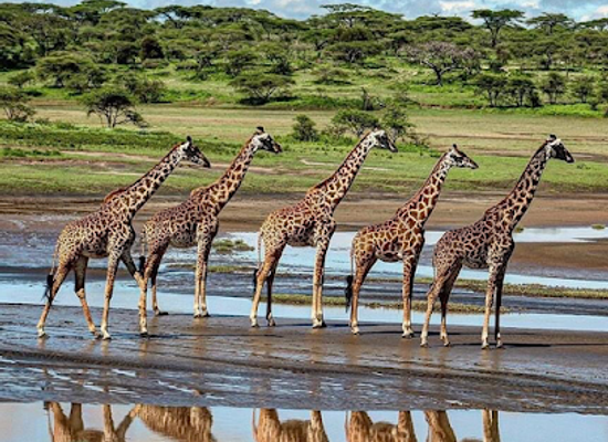 tanzania/mikumi-region/landmark/mikumi-holiday-safaris