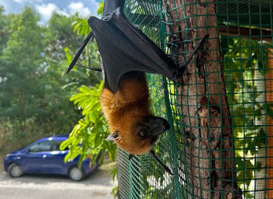 seychelles/port-glaud/landmark/flying-fox-you-can-give-food-to-this-fox
