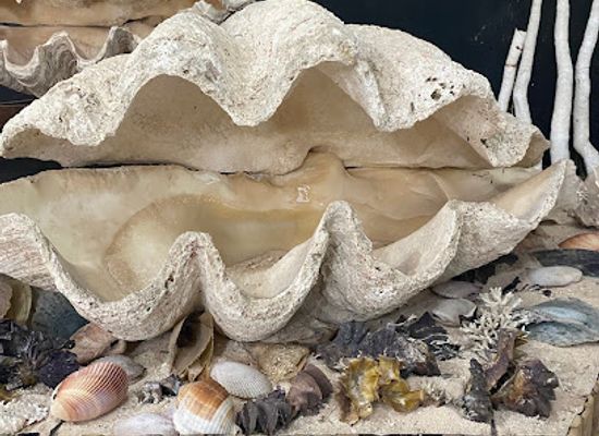 philippines/panglao-island/landmark/nova-shell-museum