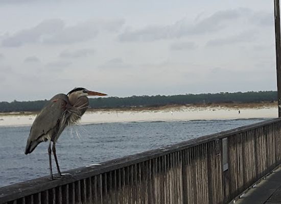 alabama/alabama-coastal-birding-trail/landmark/gulf-state-park-nature-center