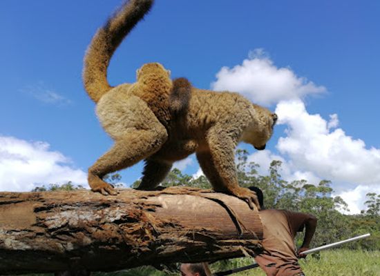 madagascar/betsiboka/landmark/andasibe-mantadia-national-park
