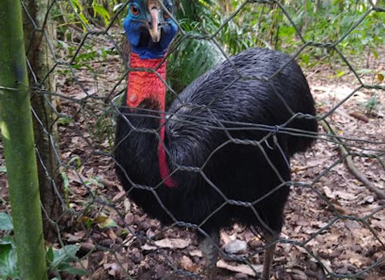 papua-new-guinea/morobe-province/landmark/rainforest-habitat