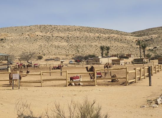 israel/negev/landmark/camel-ranch