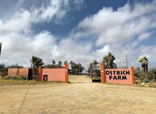 aruba/mangel-halto/landmark/aruba-ostrich-farm