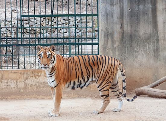 lebanon/kesserwan/landmark/animal-city