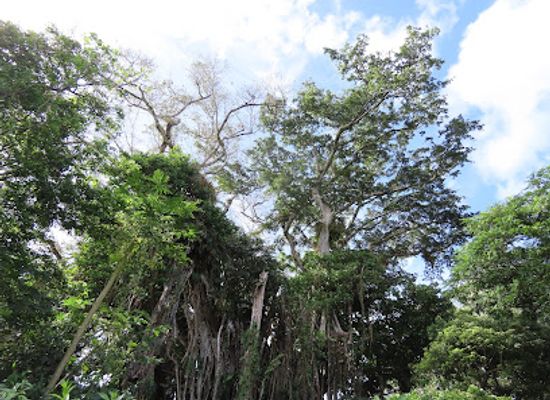 tonga/vava-u-islands/landmark/big-ovava