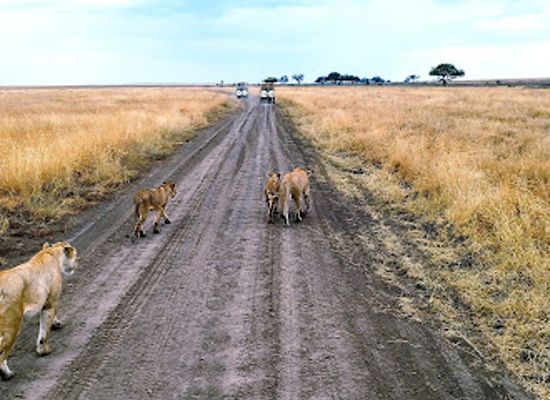 tanzania/masai-steppe/landmark/blessing-safaris