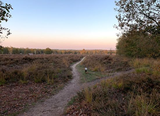netherlands/veluwe/landmark/ermelosche-heide