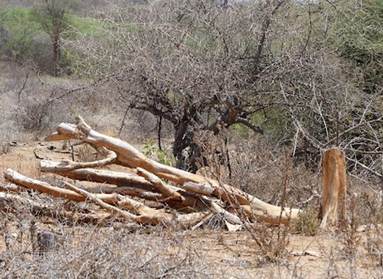 kenya/coastal-region/landmark/kyambevo-kalusini