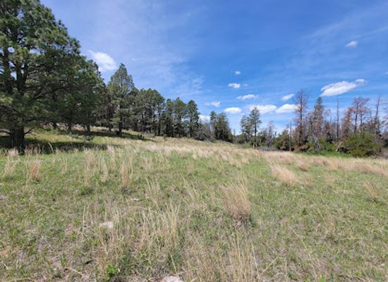 nebraska/nebraska-national-forest/landmark/samuel-r-mckelvie-national-forest