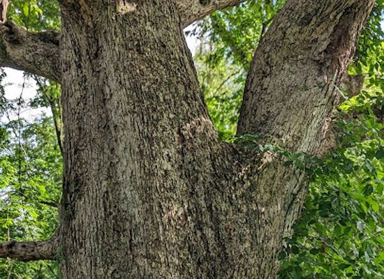alabama/south-alabama/landmark/oldest-tree-in-alabama