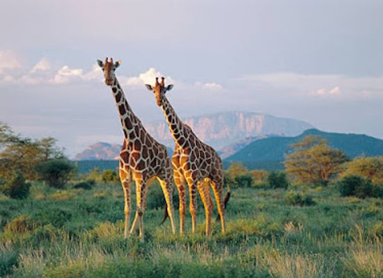 kenya/shaba-national-reserve/landmark/buffalo-springs-national-reserve