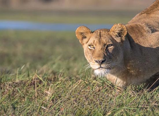 zambia/zambezi-basin/landmark/kafue-national-park