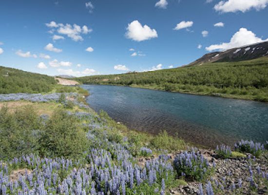 iceland/northeastern-region/landmark/vaglaskogur