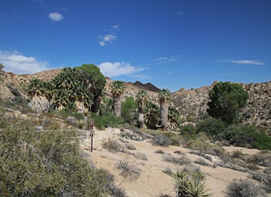 california/colorado-desert/landmark/cottonwood-spring