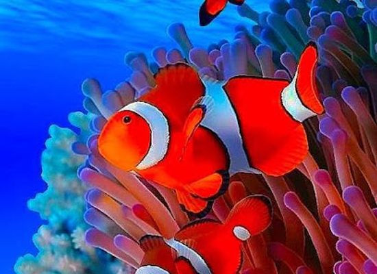 egypt/marsa-alam/landmark/deep-blue-marsa-alam