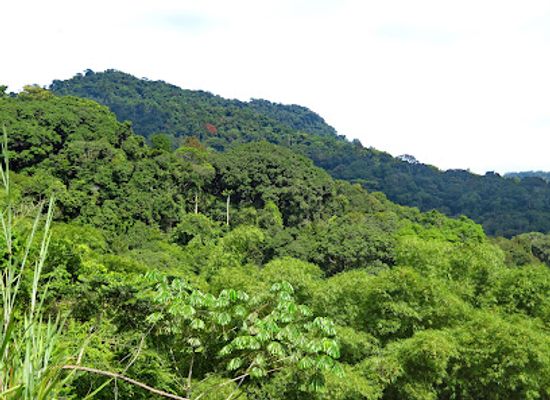 angola/cabinda/landmark/floresta-do-maiombe-viewpoint