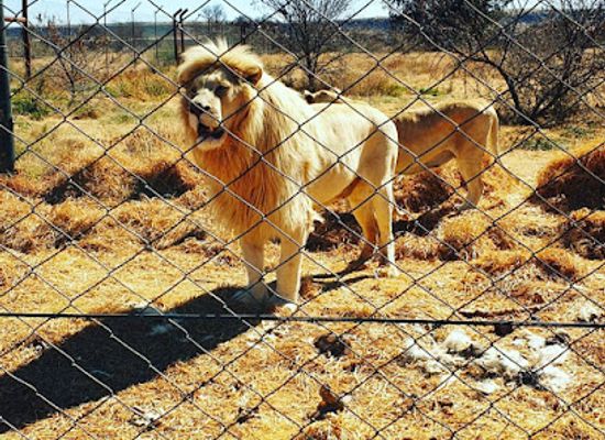 south-africa/free-state/landmark/bagamoya-wildlife-estate