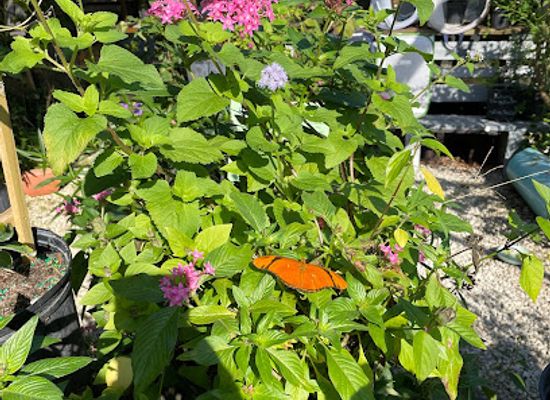 florida/cape-coral/landmark/tom-allen-memorial-butterfly-house