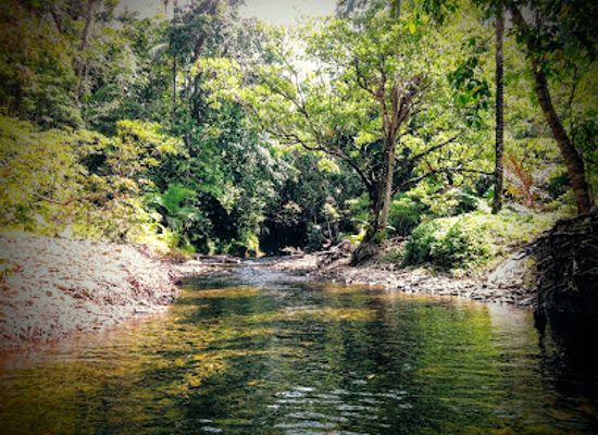 australia/cape-tribulation/landmark/cooper-creek-wilderness-daintree-rainforest