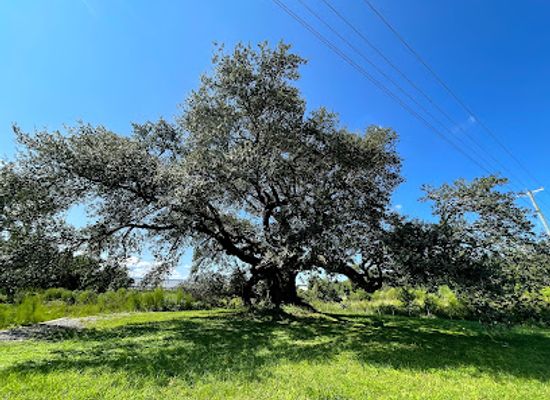 virginia/hampton-roads/landmark/virginia-s-5th-largest-live-oak-tree