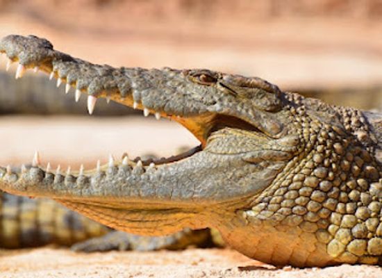morocco/agadir-region/landmark/crocoparc