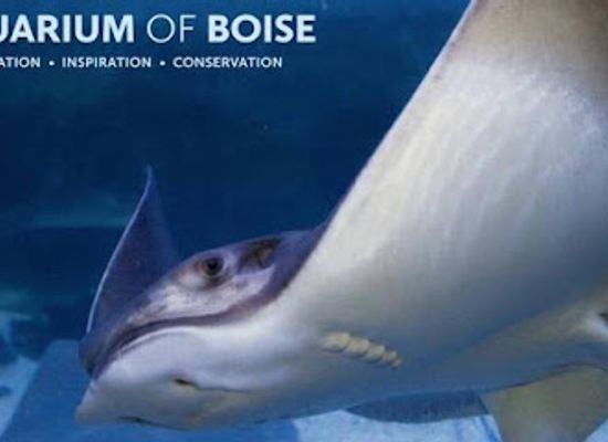 idaho/boise/boise-bench/landmark/aquarium-of-boise