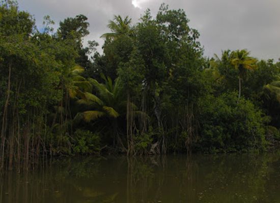 puerto-rico/el-yunque-national-forest/landmark/reserva-natural-rio-espiritu-santo