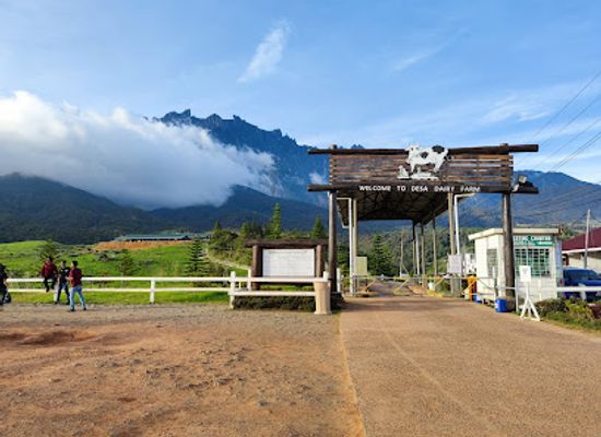 malaysia/east-malaysia/landmark/ladang-tenusu-desa-cattle