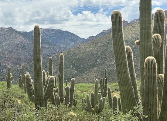 arizona/santa-catalina-mountains/landmark/romero-ruins-trail-point-and-hitching-post