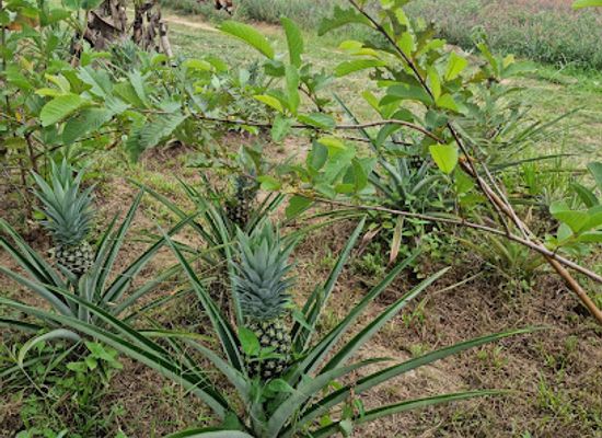 malaysia/negeri-sembilan/landmark/sky-ladder-pineapple-farm-port-dickson