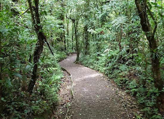 costa-rica/monteverde-cloud-forest/landmark/wildlife-refuge-monteverde