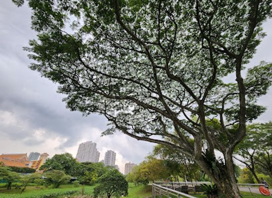 singapore/ang-mo-kio/landmark/bishan-ang-mo-kio-park-1