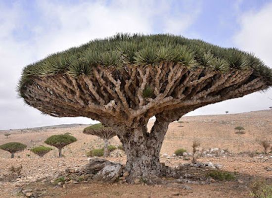 yemen/amran/landmark/ayhaft-canyon-national-park