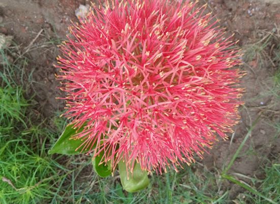 india/bihar/landmark/baba-tola-jhikati-kurhani-muzaffarpur-bihar-india