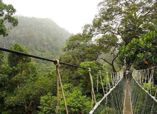 malaysia/taman-negara-national-park/landmark/taman-negara