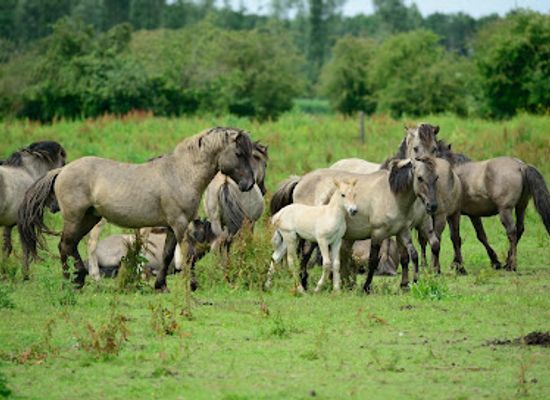 netherlands/ijsselmeer-polders/landmark/oostvaardersplassen