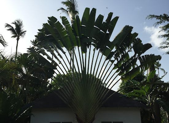 dominican-republic/las-terrenas/landmark/casa-barbara-las-terrenas