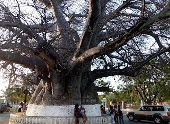 madagascar/majunga/landmark/le-baobab-de-majunga
