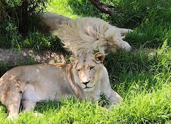 south-africa/drakensberg/landmark/glen-garriff-conservation