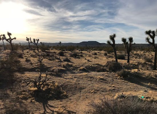 california/joshua-tree/landmark/joshua-tree-gateway-section-33