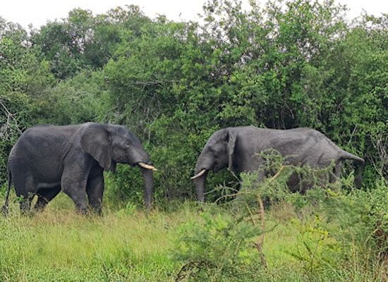 rwanda/kigali-province/landmark/excellent-african-safaris